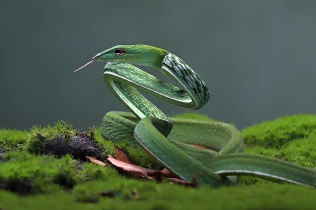 Ahaitulla prasina serpiente primer plano sobre fondo negro animal primer plano Vista frontal de la vid asiática