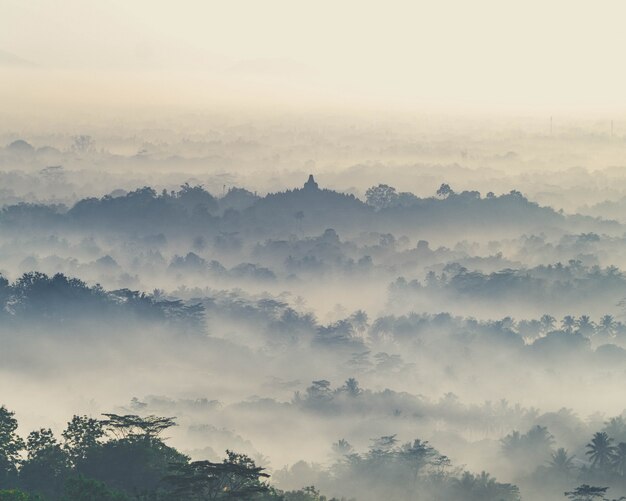 Ajardine el tiro de un bosque montañoso espeluznante cubierto en niebla espesa.