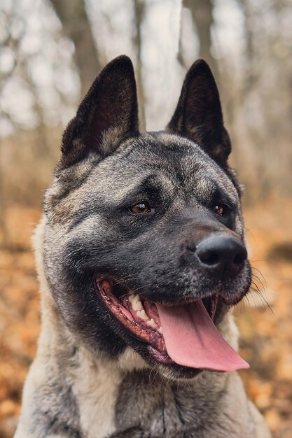 Akita americano posando sobre el fondo del bosque de otoño, enfoque selectivo de primer plano en los ojos. Idea para cartel o calendario.