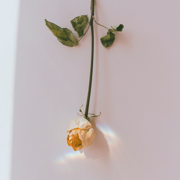 Al revés rosa blanca en una pared.