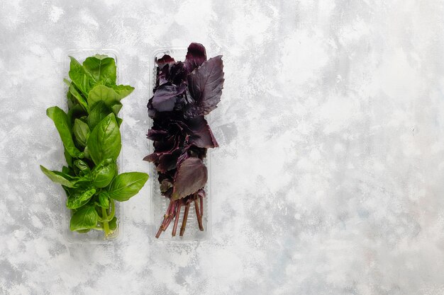 Albahaca morada y verde fresca en cajas de plástico sobre hormigón gris