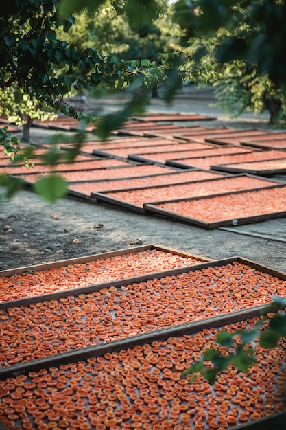 Albaricoques en varias bandejas al aire libre