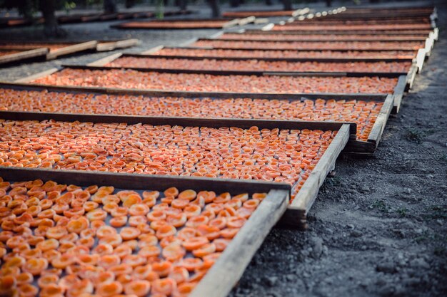 Albaricoques en varias bandejas