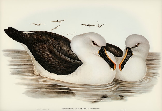 Foto gratuita albatros de pico amarillo (diomedea chlororhynchos) ilustrados por elizabeth gould