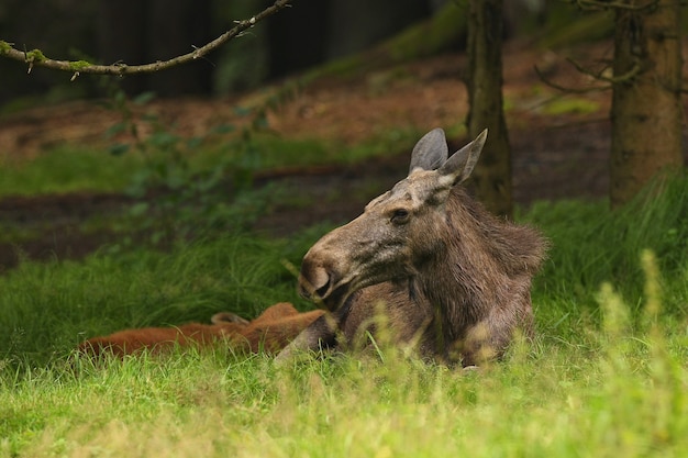 Alce euroasiático en el hábitat del bosque