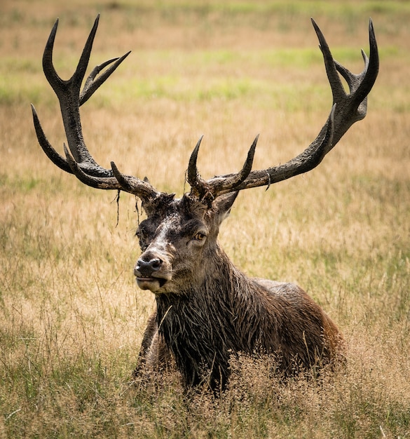 Alce macho rodeado de hierba durante el día