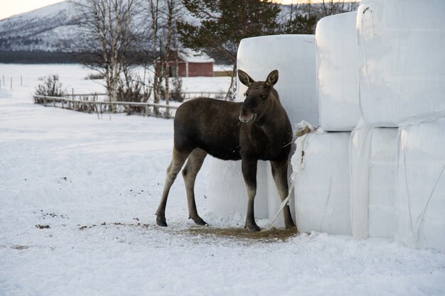 Alces comiendo heno en el norte de Suecia