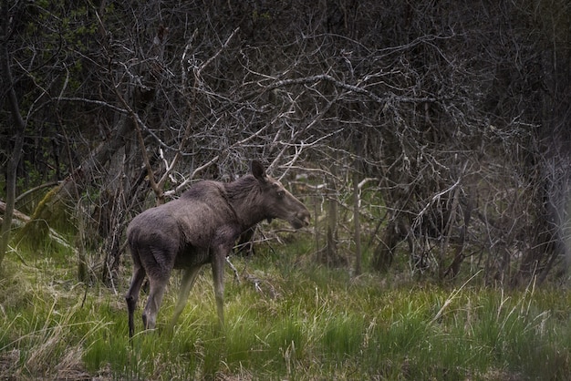 Alces negros de pie sobre un campo de hierba con ramas de madera