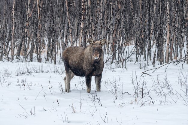 Alces en la nieve y el bosque de abedules