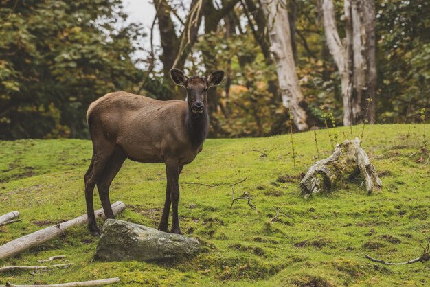 Alces de pie en una colina cubierta de hierba