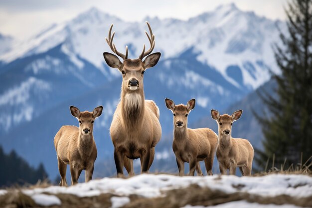 Alces salvajes en la naturaleza con terneros