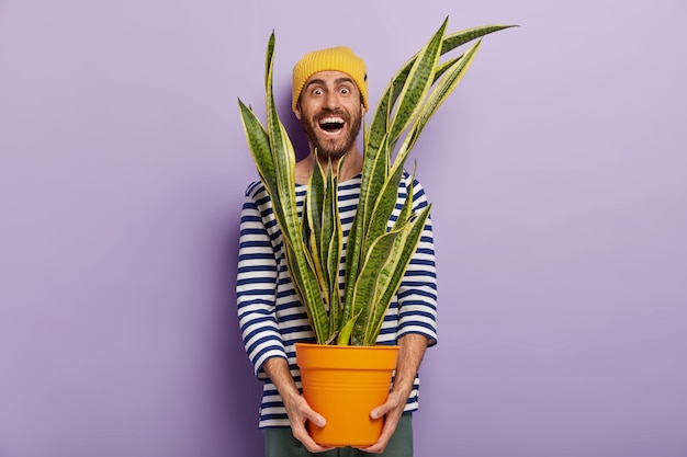 Alegre amante de las plantas masculinas se preocupa por la flor doméstica decorativa, sostiene una maceta de sansevieria