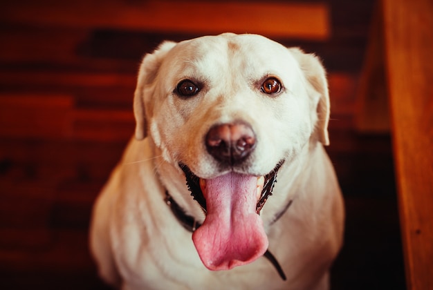 El alegre perro labrador se encuentra en la habitación