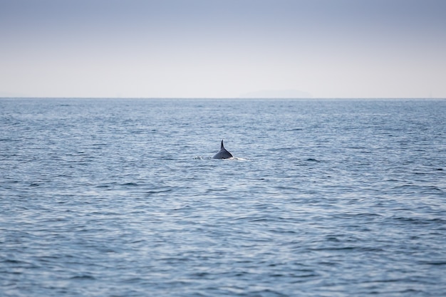 aleta de delfines en el océano