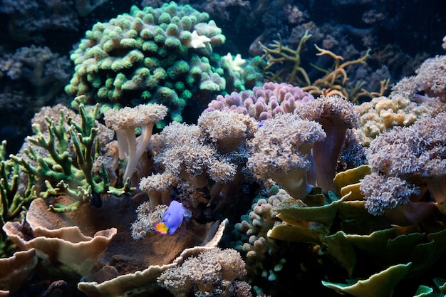 Foto gratuita algas y plantas marinas