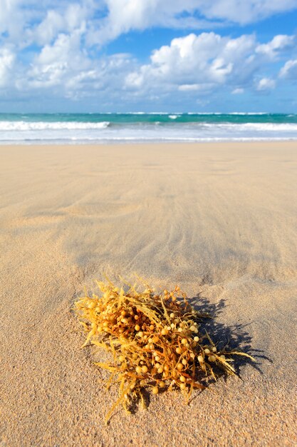 Algas en una playa caribeña en verano