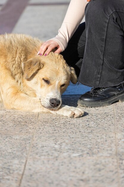 Alguien acaricia a un perro sin hogar en el parque Foto de alta calidad