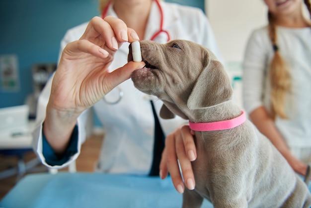 Foto gratuita algunas vitaminas para cachorros pequeños