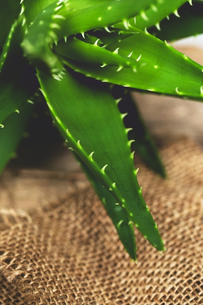 Aloe vera