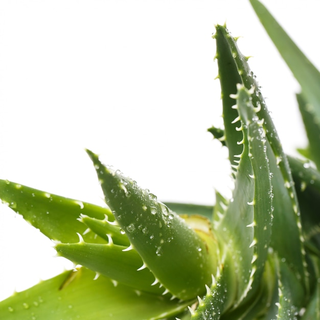 Aloevera sobre la mesa