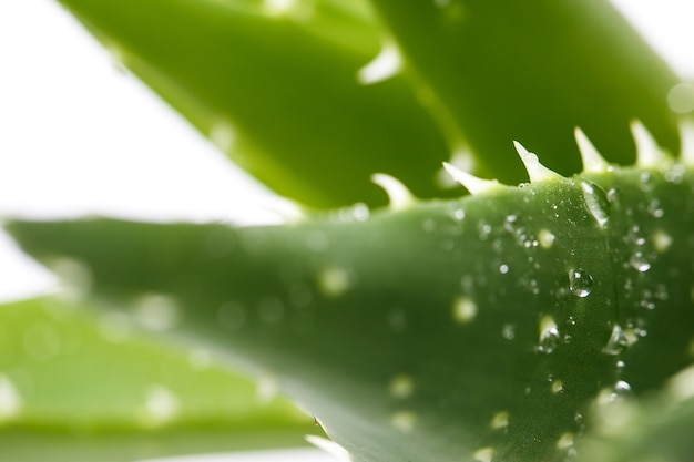 Aloevera sobre la mesa