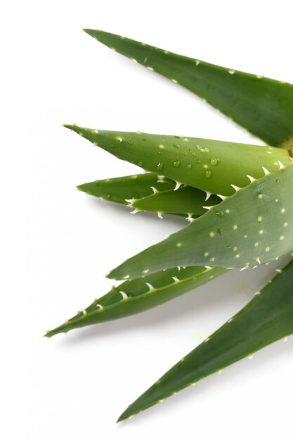 Aloevera sobre la mesa