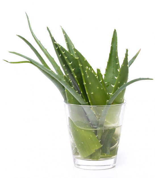 Foto gratuita aloevera sobre la mesa