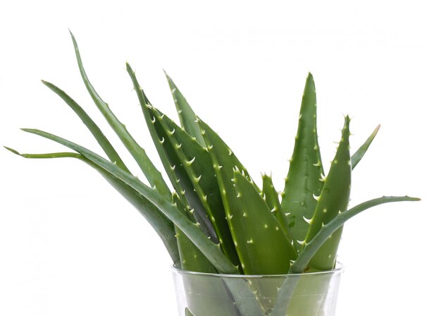 Aloevera sobre la mesa