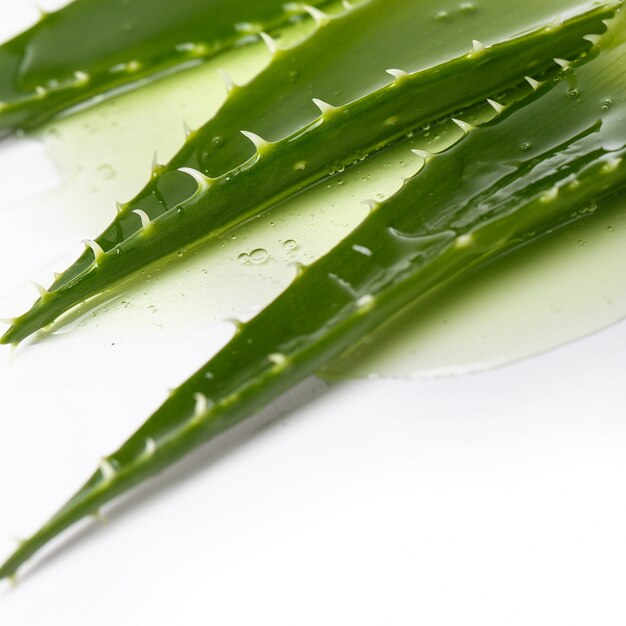 Aloevera sobre la mesa