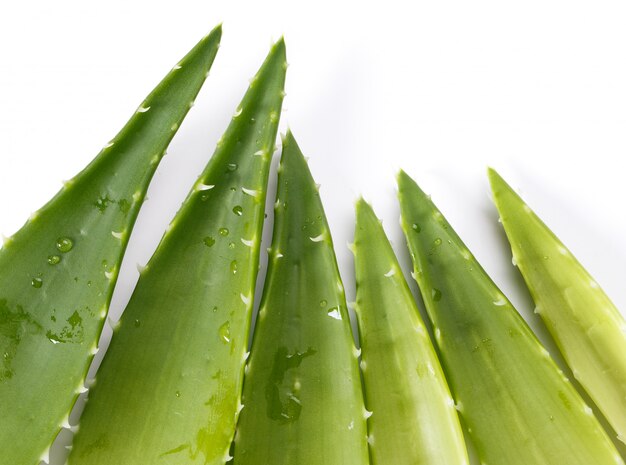 Aloevera sobre la mesa