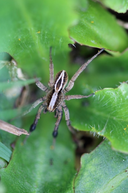 Alopecosa cuneata (araña)