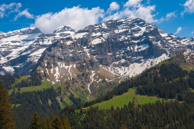 Alpes suizos impresionantes con árboles verdes y cimas nevadas