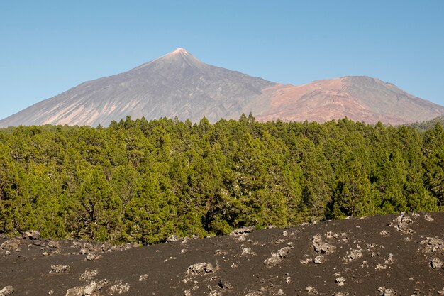 Alta montaña con bosque de coníferas y piedras