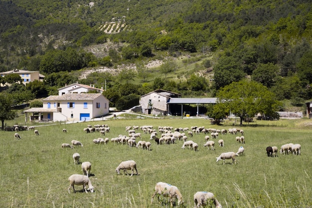 Foto gratuita altas montañas de la granja.