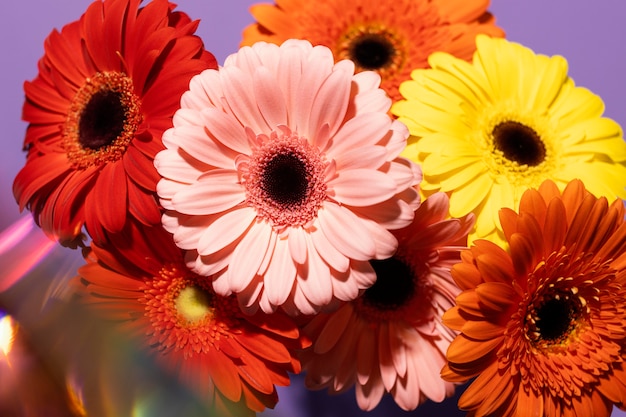 Alto ángulo de flores de gerbera de primavera