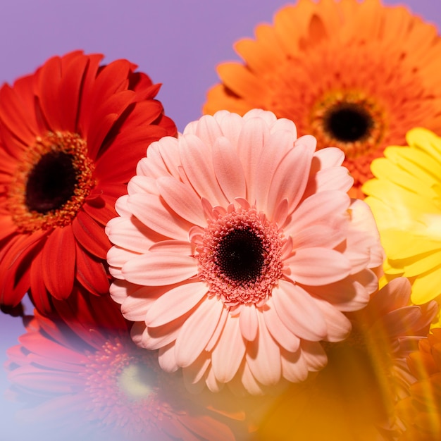 Alto ángulo de flores de gerbera de primavera