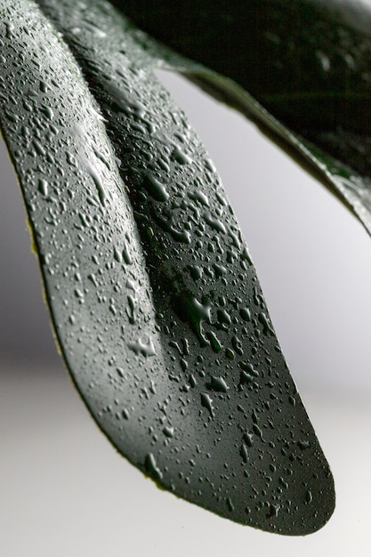 Alto ángulo de gotas de líquido en la hoja