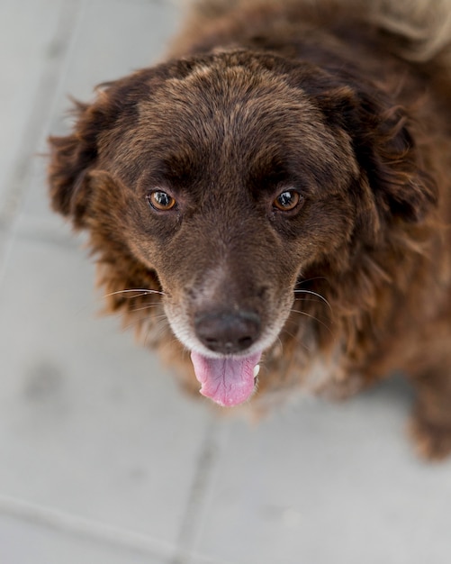 Alto ángulo de gran perro de rescate peludo en el refugio de adopción