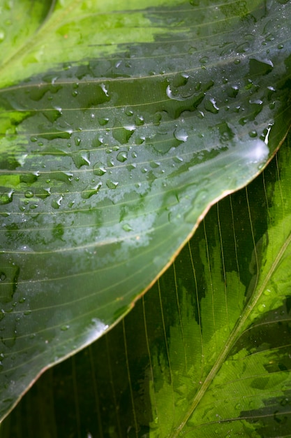 Alto ángulo de macro gotas de agua en la hoja