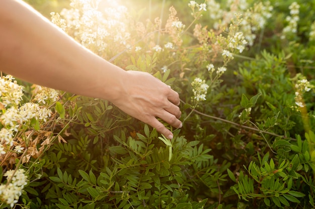 Alto ángulo de la mano a través de la hierba en la naturaleza