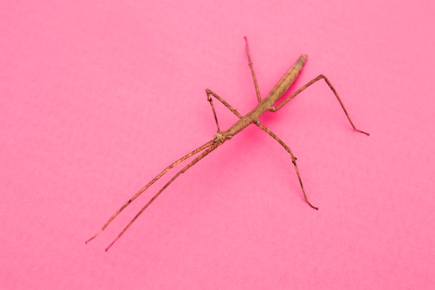 Alto ángulo de mantis artrópoda