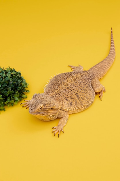 Alto ángulo de mascota iguana con vegetación.