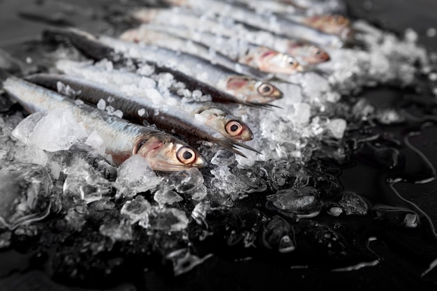 Foto gratuita alto ángulo de peces pequeños con hielo