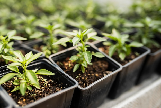 Alto ángulo de plantas en macetas negras