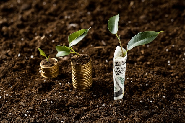 Alto ángulo de plantas con monedas apiladas sobre suciedad y billetes