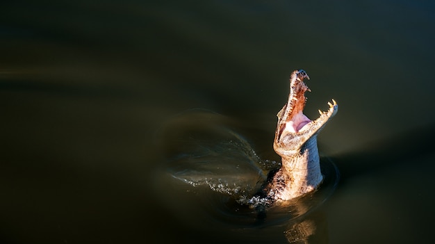 Foto gratuita un alto ángulo de vista de un cocodrilo americano con la boca abierta en un lago bajo la luz del sol