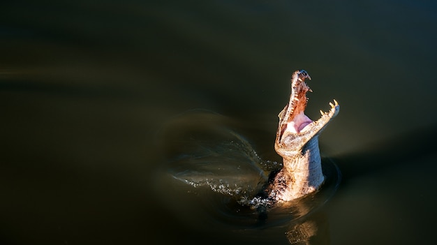 Un alto ángulo de vista de un cocodrilo americano con la boca abierta en un lago bajo la luz del sol