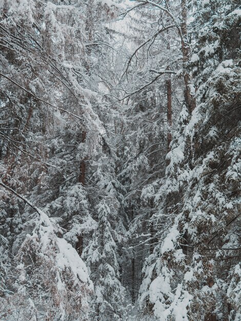 Altos árboles del bosque cubiertos con una gruesa capa de nieve en invierno