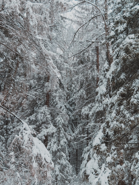 Altos árboles del bosque cubiertos con una gruesa capa de nieve en invierno