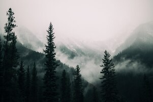Foto gratuita altos árboles en el bosque en las montañas cubiertas por la niebla